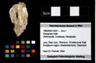 Foto (Objekt + Etikett) von Decapoda indet.  (NHMW-GEO-1990-0041-3221)